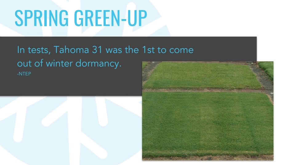tahoma-spring-green-up